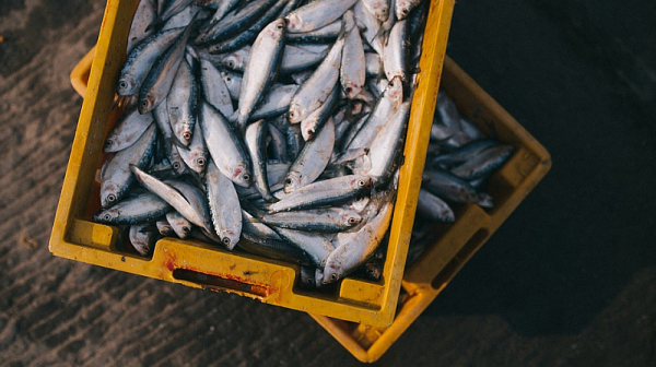 От 15 април забраняват риболова