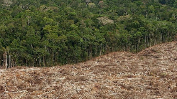 Споразумение за климата: Над 100 световни лидери обещаха да прекратят обезлесяването