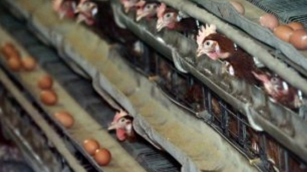 Умъртвяват хиляди кокошки заради птичи грип