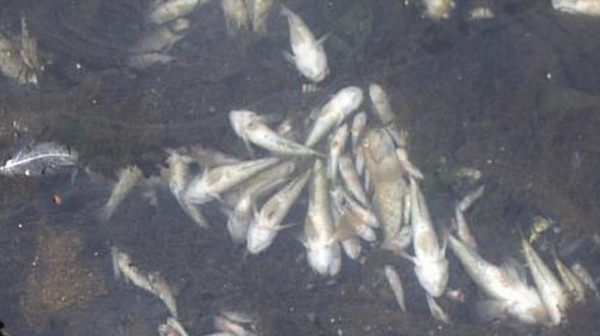 Прокуратурата с досъдебно производство за мъртва риба в река Марица