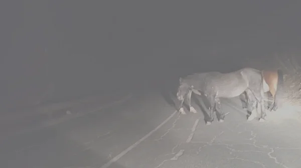 Подивели коне блокират пътя Троян – Кърнаре