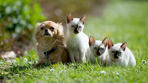 Задължителни чипове и още задължения: ЕП одобри общи правила за домашните любимци