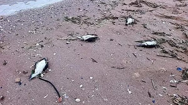 Удавяне е причината за смъртта на множеството делфини и буревестници край Шабла
