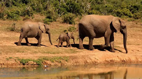 Причината за високата смъртност на слонове в Ботсвана продължава да тъне в мистерия