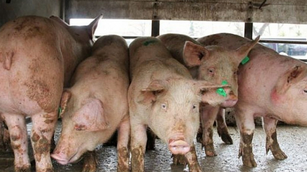 Нови огнища на Африканска чума по свинете