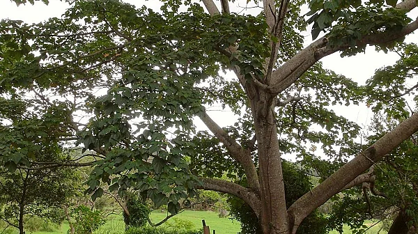 Китайски учени са създали материал, който преобразува светлината в електричество
