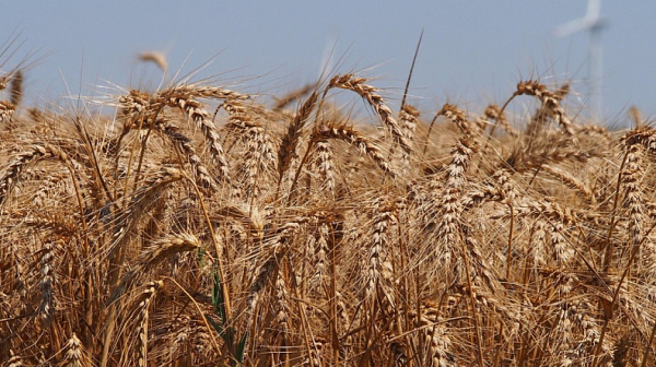 Варна не може да стане хъб за украинско зърно, смятат от бранша