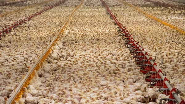 Убиват над 70 000 домашни птици в Чехия заради птичи грип