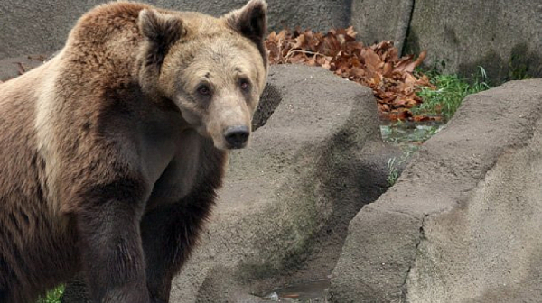 Няма да отстрелват мечката, нападнала жена в Белица