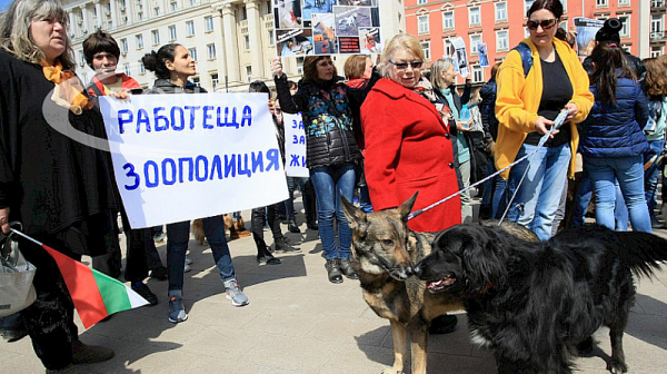 Протести в цялата страна срещу насилието над животни и в защита на кучето Мечо