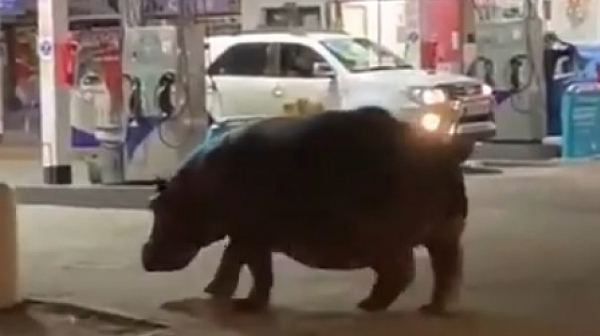 Хипопотами от зоопарка на Пабло Ескобар тормозят колумбийски град