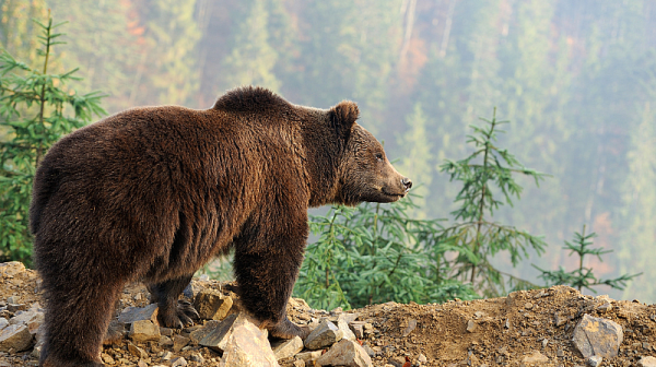 Мечки влизат в дворове на къщи, експерти предупреждават за липса на храна в Балкана