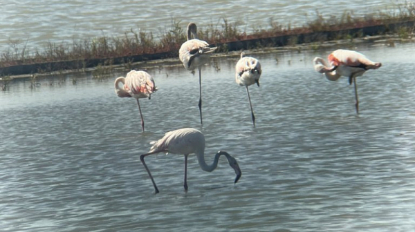 За Атанасовден ще има наблюдение на фламинго и къдроглави пеликани на Атанасовското езеро