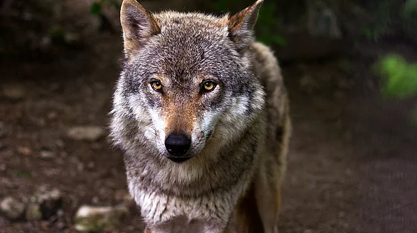 Защо много хора с името Ивайло не празнуват на Ивановден?