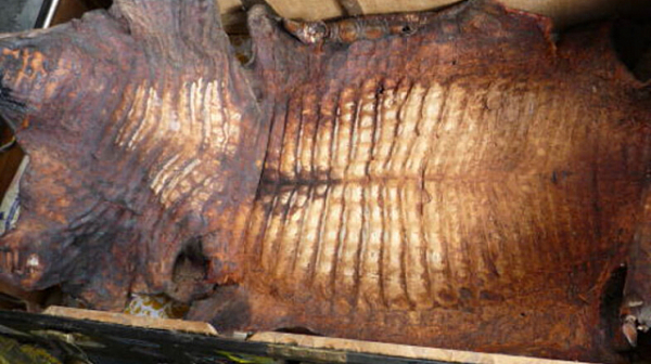 Задържаха крокодилски и змийски кожи в карго пратка от Аржентина