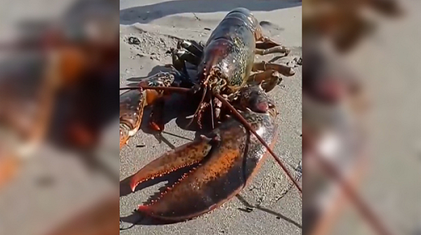 Омар над килограм уловен край Несебър, учените търсят обяснение