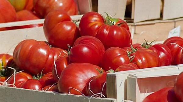 Червеното злато: Парадоксите пред българския домат