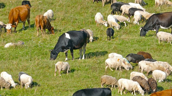 Обещания и реалност: Селско пасище от 200 дка като тест - чии интереси обслужват политиците