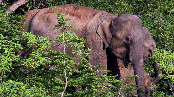 Шест диви слона загинаха в опита да се спасят един друг