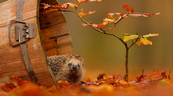 Златна есен в края на октомври: Топло, тихо и почти лятно време