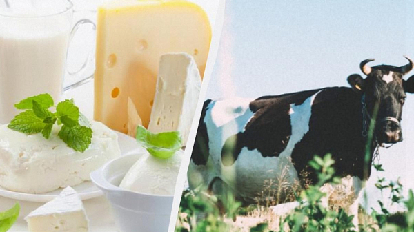 Млечeн апокалипсис: Климатичните промени заплашват някои популярни сирена