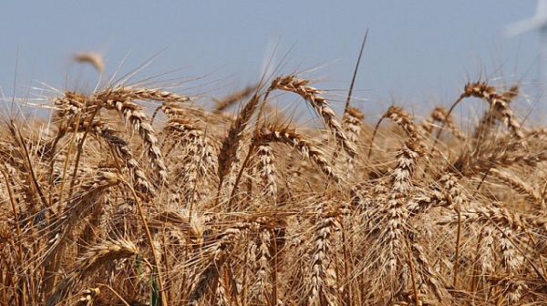 Безсрочен протест на зърнопроизводители от три области