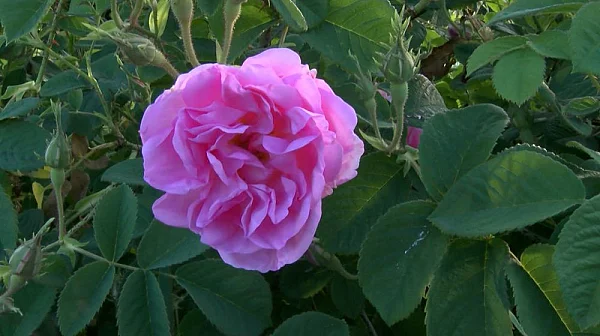 Розовата долина тръгва към ЮНЕСКО и ФАО