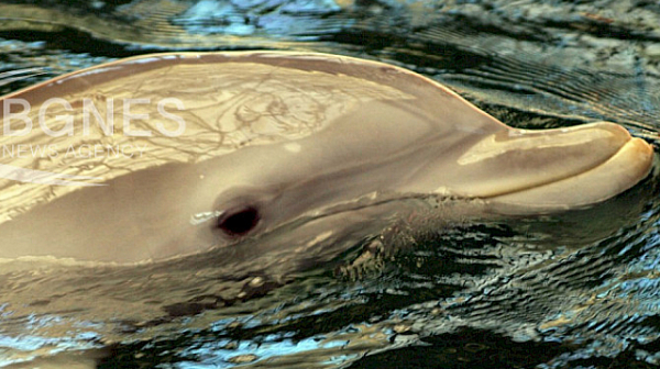 Над 50 000 делфини в Черно море са загинали заради войната