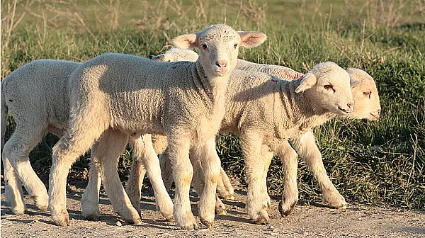Великден 2026: 60 000 агнета не достигат, попълваме трапезата с месо от Нова Зеландия