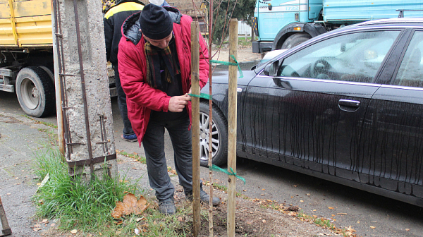С 315 засадени дръвчета приключи програмата за залесяване на Община Русе за есенно-зимния сезон
