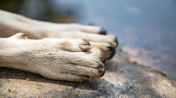 Зверство в Стояново: Одраха живо куче, ветеринари се борят за живота му