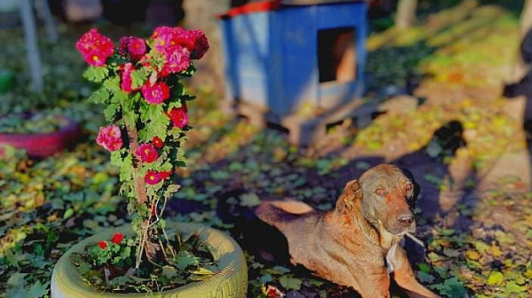 Кметът на Долна Оряховица: Загиналата жена ми е споделяла за проблем с животните