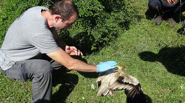 Дружество за защита на птиците проверява тровени ли са лешояди в Родопите