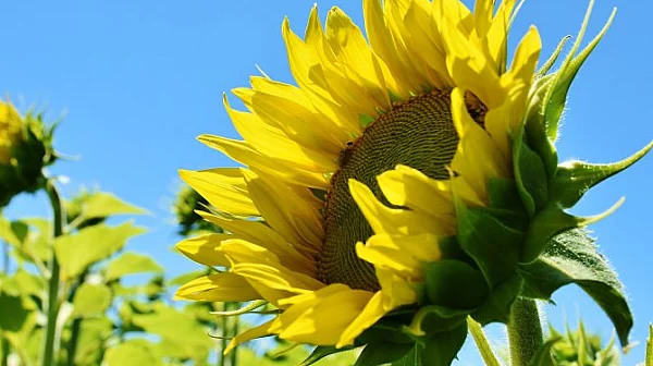 Опасен слънчоглед от Аржентина: НАЗ предупреждава за риск за трапезата ни