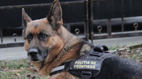 Wanted: Шефът на АДФИ минал в нелегалност, търсят го с граничарско куче