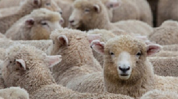 Овцевъди: В България има стотици хиляди ”виртуални овце” за източване на субсидии