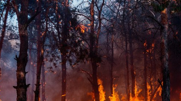 Пожар в гората над Карлово. Няма опасност за населението