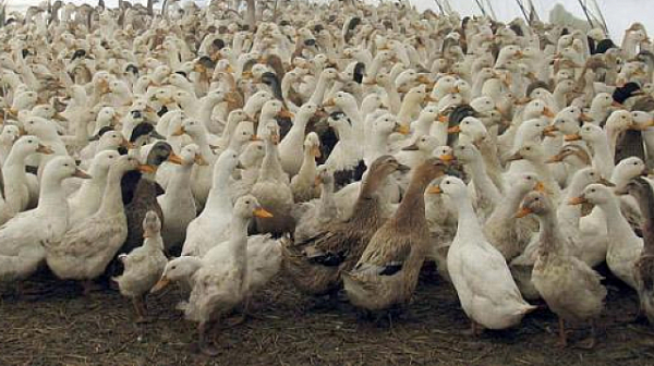 Ще евтаназират патиците от огнището на птичи грип в Хасковско