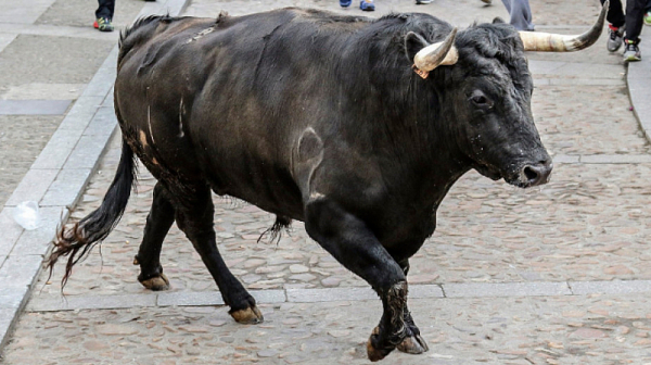 Разярен бик намушка мъж в Исперих, той почина от раните си