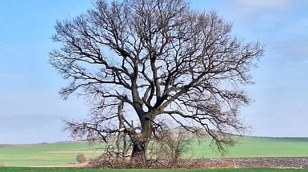 Две 300-годишни дървета в Хасковско стават защитени