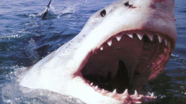 Гигантска акула беше уловена във водите край Кавала