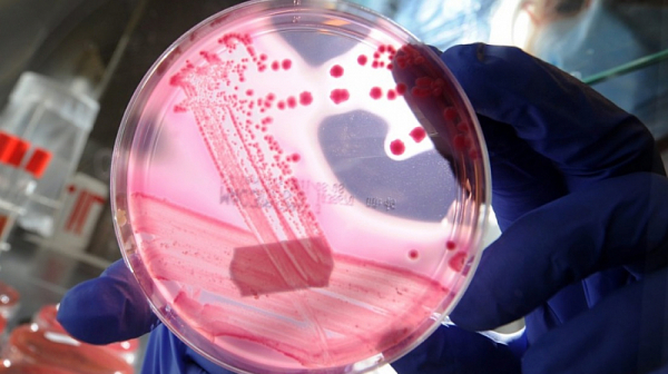 Нелечима бактериална инфекция върлува в ЕС и САЩ
