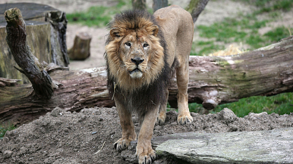 Пет лъва напуснаха загражденията в зоологическата градина в Сидни