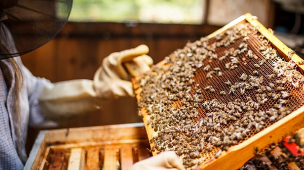 30% от пчеларите у нас може да спрат работа заради внос на мед от Украйна