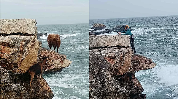 Операция „Козешка свобода“: Малка акция с голямо значение и една спасена коза край Шабла