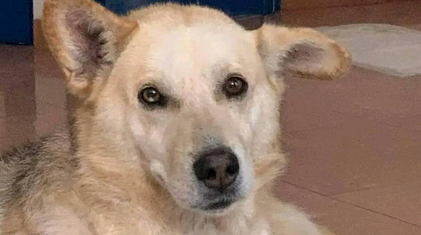 Историята на куче-пътешественик, което повече от месец обикаля София, за да търси жена