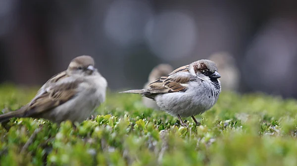 Облачно, температури 10°-15°