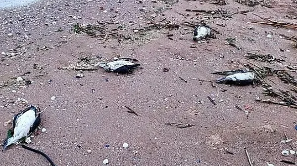 Задушаване в рибарски мрежи е причина за смъртта на делфини и птици край Шабла