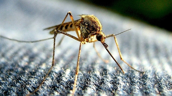 Още 1,5 млн. лева за борба с комарите отиват в бюджета на МЗ