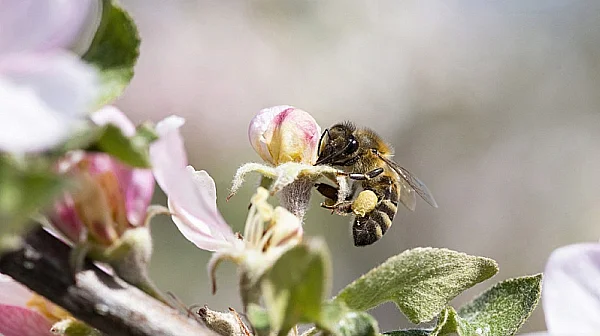 Надежда за екосистемата: Изкуствен прашец от модифицирани дрожди спасява пчелите